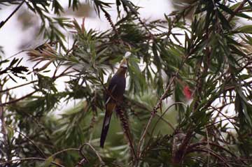 Bird-17A