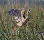 American Bittern