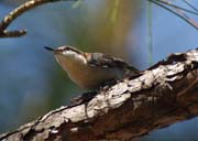 Brown-headed Nuthatch