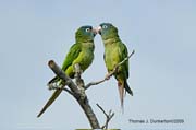Blue-crowned Parakeet
