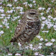 Burrowing Owl