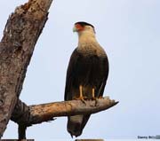 Crested Caracara
