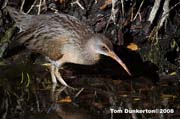 Clapper Rail