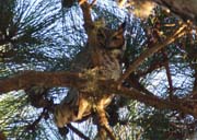 Great-Horned Owl