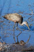 Limpkin