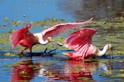 Roseate Spoonbills feeding