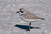 Piping Plover