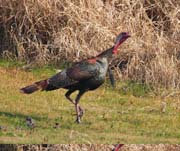 Turkey