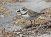 Wilson Plover