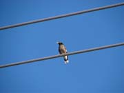 Common Myna
