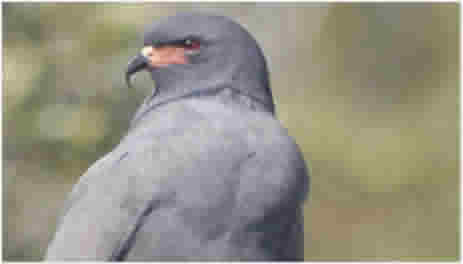 Snail Kite