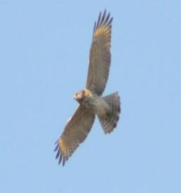 Fall Migration Getaway-006