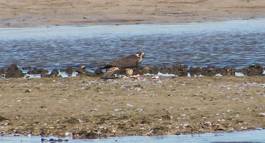Fall Migration Getaway-016