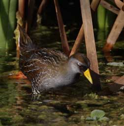 Sora