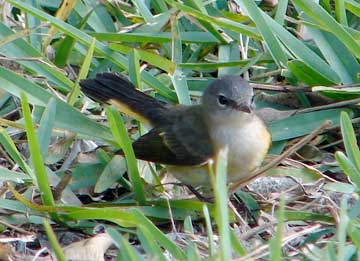 American Redstart