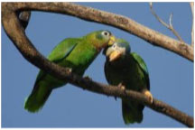 Jamacia 6