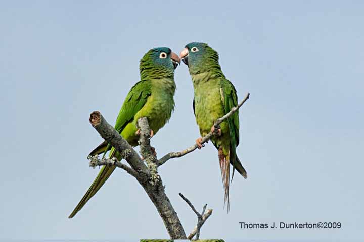 BlueCrownedParakeet