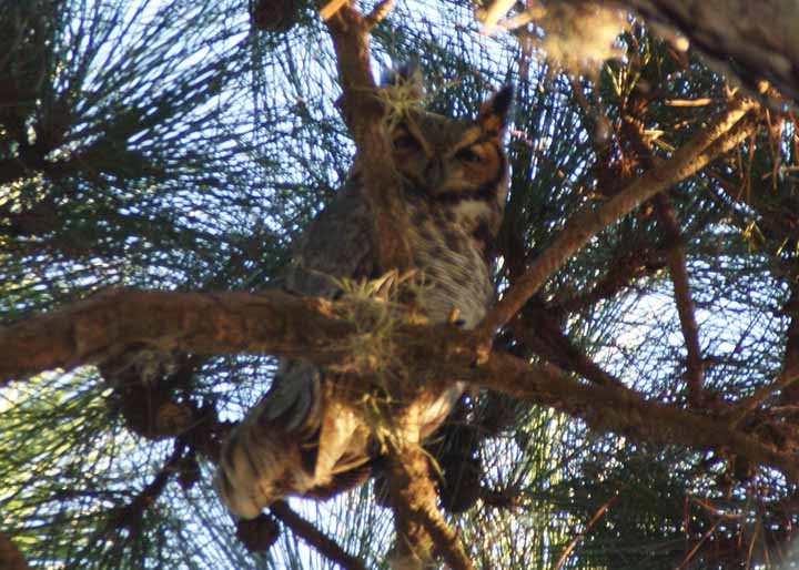 GHOwl