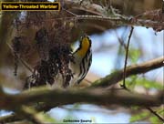 Yellow-throatedWarbler