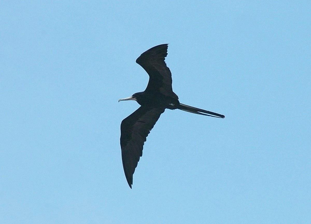 MagnificentFrigatebird