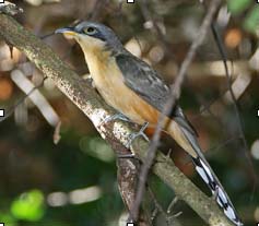 MangroveCuckoo
