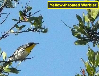 Yelthr.warbler