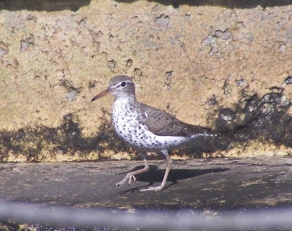 SpottedSandpiper