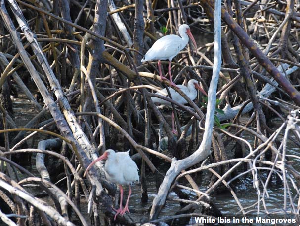 WhiteIbisinMangroves