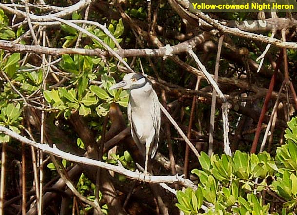 Yellow-crownedNight Heron