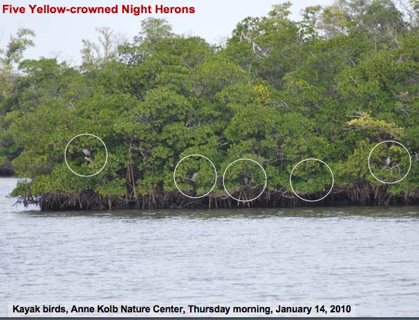 Yellow-crownedNightHerons