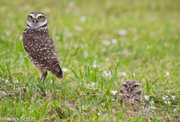 Two Burrowing Owls - Nancy Schutt