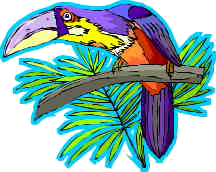 Panama bird