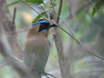 Bird-0515
