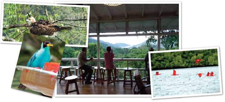 Trinidad birding adventure header photos.